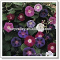 High Sprouting Rate Blue Red Pink White Purple Morning Glory Seeds For Planting